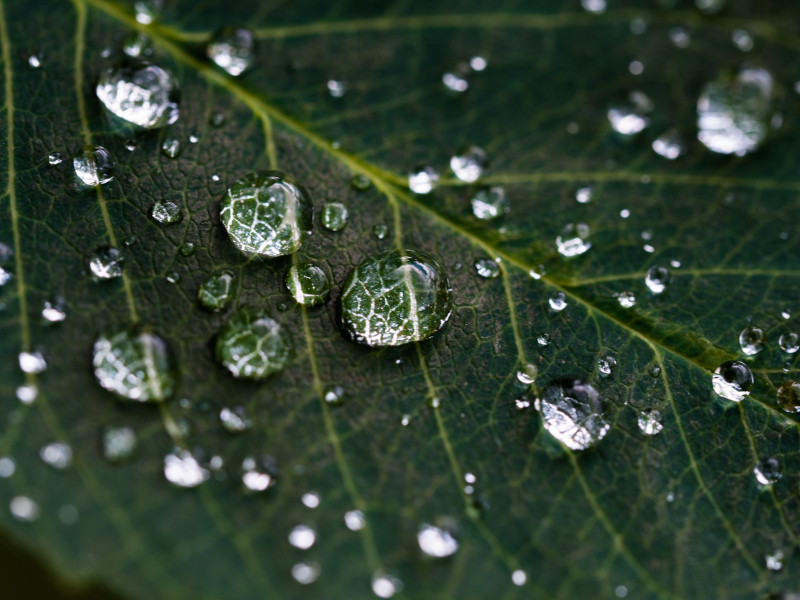 Dew on a dark green leaf